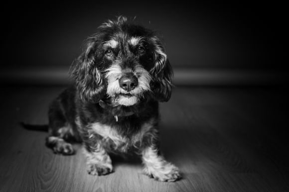 Wachhund - Wasti